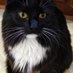 monarchs and cats 🦋🐈🐛 (@aglevesque) Twitter profile photo monarchs and cats 🦋🐈🐛 (@aglevesque) Twitter profile photo