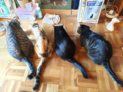 保護猫5匹と兄妹で暮らしてます。 無言フォロー失礼します。 チビ(サバトラ)・プッチ(キジトラ)・ノア(黒)・ユズ(三毛) ・レオ(麦わら)
Instagramをメインで投稿しています。
愛玩動物飼養管理士
介護福祉士