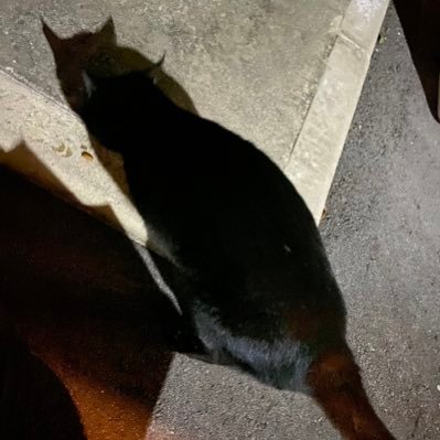 bocchi_tadaima's profile picture. ぼっちのサブ垢のサブ垢です