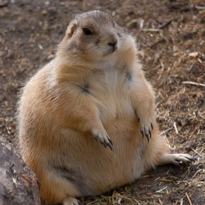 SZafires's profile picture. 