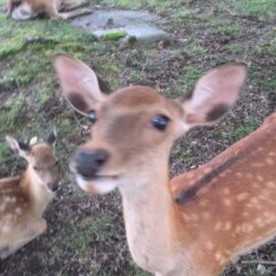 兵庫県在住、関西を中心にして仕事の合間にのんびりと神社仏閣巡りを楽しんでいます。