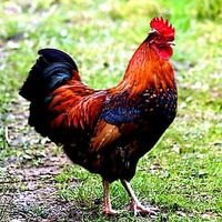 JogooLFC🐓 (@ychanzi) 's Twitter Profile Photo JogooLFC🐓 (@ychanzi) 's Twitter Profile Photo