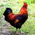 JogooLFC🐓 (@ychanzi) Twitter profile photo JogooLFC🐓 (@ychanzi) Twitter profile photo