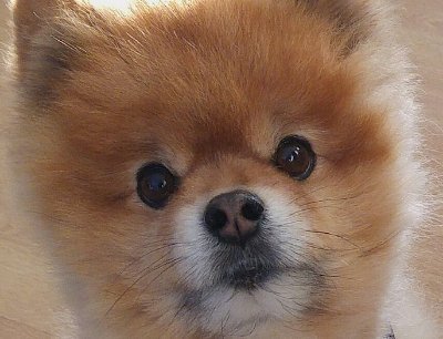 I #love #dog
#Dogs are our #friend
We should be #kind to our #pet
I also #like #cute #pomeranian #puppy