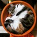 the gang of piggies (@aroundcat1) Twitter profile photo the gang of piggies (@aroundcat1) Twitter profile photo
