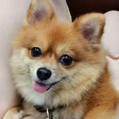 LimChengSoon1's profile picture. notoriouschicken