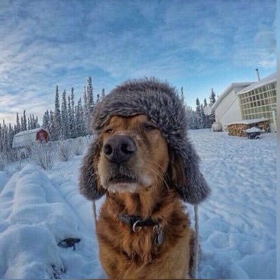 TonySh_'s profile picture. Backend dev. То хороший мальчик, то собака сутулая. Обнял-приподнял.