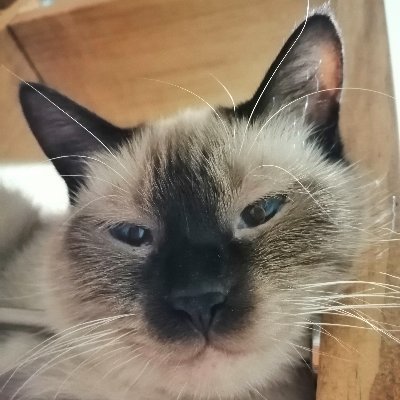 （低浮上中😽）ぽんこた&はなたろさんのプロフィール画像