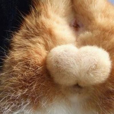 jakt_toitoitoi's profile picture. イライラしたくない😇働きたくない😇ゲーム大好き❤発展しない自然なままのあつ森やってますww