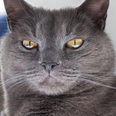 Progressive Freethinker, Anti-theist, Animalist, and proudly certified corrupter of public morals. I'm also a part time emotional support cat.