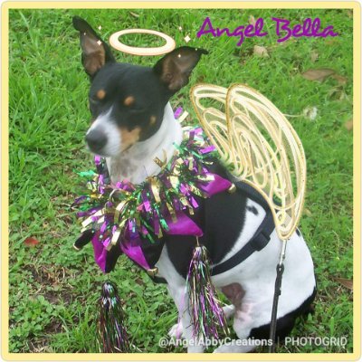 Fifteen year old much loved, rescue rat terrier. I loved life so much:0)! OTRB 10-7-19. #TheAviators & #TheAviators #Angels