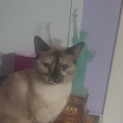 Lolo D Antibes Lolobarto06 Twitter