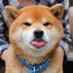 Shiba Every Hour (@ShibaEveryHour) Twitter profile photo