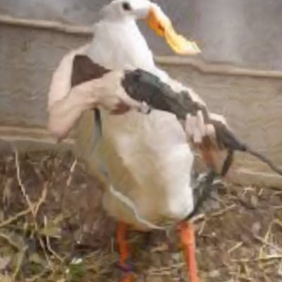 Gooseさんのプロフィール画像