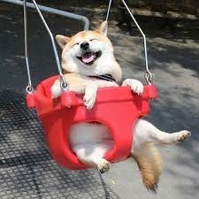 HappyDoggo12's profile picture. Happy Doggo