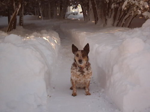 Blue Heeler in Canada. My biped loves me, like I love it. Keep close, don't stray.