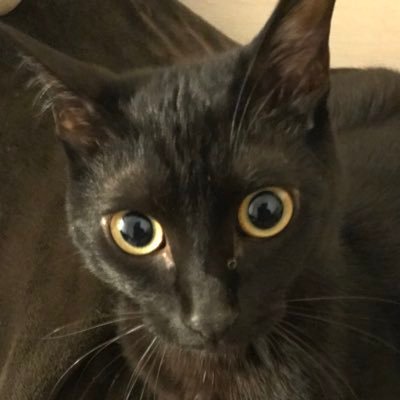 SUZUME_HAGA's profile picture. 乗り物が好き 猫が好き　足立区が好き