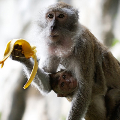 lookthemonkey's profile picture. 