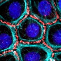 Gardel Lab (@squishycell1) 's Twitter Profile Photo Gardel Lab (@squishycell1) 's Twitter Profile Photo