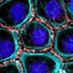 Gardel Lab (@squishycell1) Twitter profile photo Gardel Lab (@squishycell1) Twitter profile photo