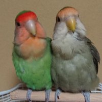 にゃんぞう (@gl9afbduc8b81ks) 's Twitter Profile Photo にゃんぞう (@gl9afbduc8b81ks) 's Twitter Profile Photo