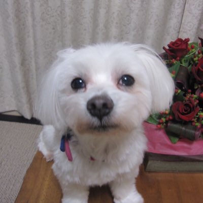 わたあめ Wataame777 Twitter