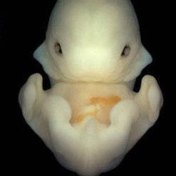 Posthuman1926's profile picture. 一秒蟠泡沫