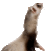 ferretspb