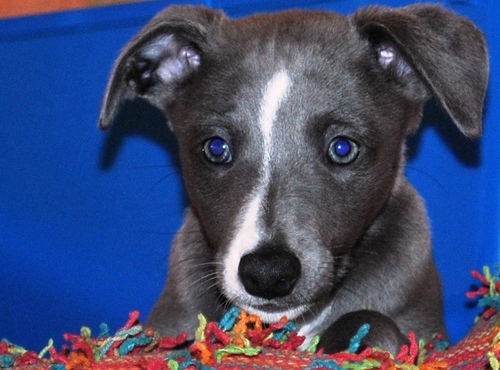 I live in a lovely home and go for lots of walks.  I love to play with my toys and best of all love to cuddle up on the settee like a cushion!