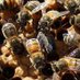 UEABeekeeping (@ueabeekeeping) Twitter profile photo UEABeekeeping (@ueabeekeeping) Twitter profile photo
