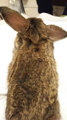 にのすの煮込さんのプロフィール画像