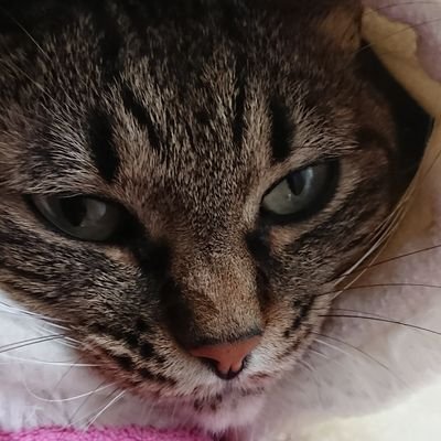 Razbeikukki's profile picture. 