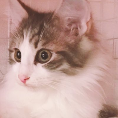 2019.10.11にお迎えした子猫セッコの成長日記。初めての猫チャンとの暮らしゆえ何もかもが新鮮です。2019.7.11生まれの男の子で現在4歳！ #ノルウェージャンフォレストキャット