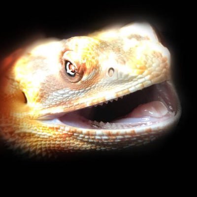 ！！れ！！LEPTILE🦎さんのプロフィール画像
