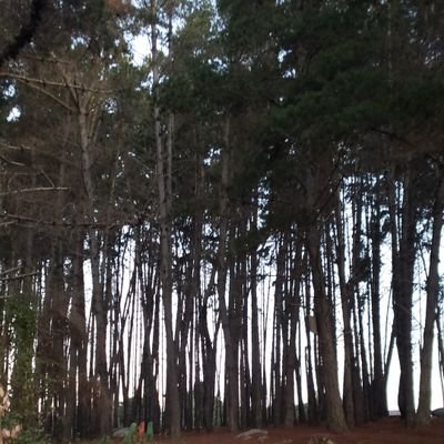 cristianmellac's profile picture. 