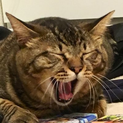 ぬこあくび 指を突っ込みたい Figaro Dinah Twitter