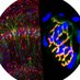The Mei Lab (@themeilab) Twitter profile photo The Mei Lab (@themeilab) Twitter profile photo