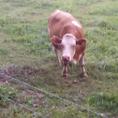 Smoki33626668's profile picture. Programming.Reading.Student