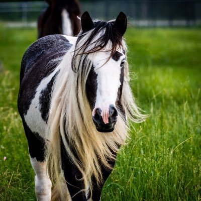 Champion Gypsy Cob Horses grace Aunique Ranch. Specializing in rare colors and traditional gypsy horses. Tours, Breeding, Sales and more.