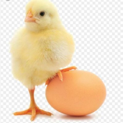 We provide fresh chickens, broilers (from a day old), Rocks and Layers. Alive or slaughtered and cleaned. fresh eggs.