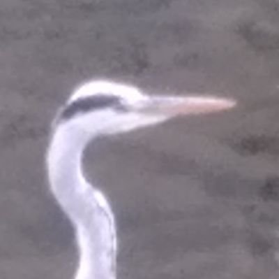 PUBGmobile_BIRD's profile picture. PUBGMの情報提供&収集用アカウントです。
#PUBGM のことしか発しません
#フォロバ100 です
無言フォローすいません。私には無言フォローで構いません。PUBGやってる人は皆仲間です。
PUBG関連外のフォロー、DMには多分、応答しません。