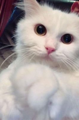 ؟