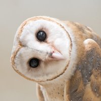 OHT Speechery (@speechery) 's Twitter Profile
