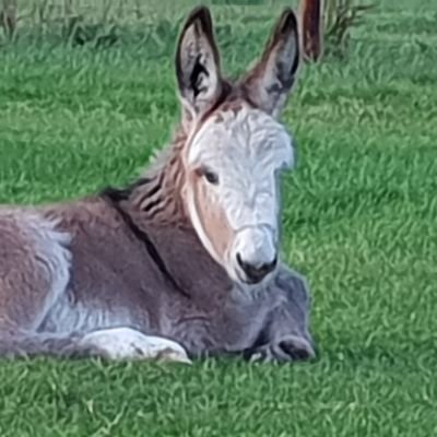 We provide our wonderful donkeys for therapy work, tv & film, rides at fetes and corporate fun days, educational visits, parties etc. 5* Animal Welfare License.