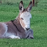 Kelly's Donkeys (@kellysdonkeys) 's Twitter Profile