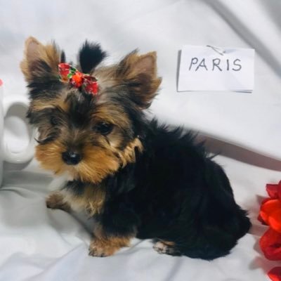 Publicationssss's profile picture. 