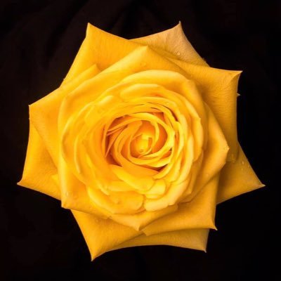 Agent99UK's profile picture. #FBPE #Resist #CitizenJournalist 🇬🇧🇪🇺🇺🇸#YellowRose #FreeNazinin