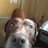 Roccothedog5's avatar