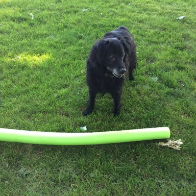 Dogs rule. Socially liberal, fiscally responsible. Truth, science, logic, facts, fairness, kindness, and empathy. #HarrisWalz #BLM #Climatechange 318 ppm