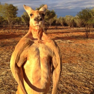 PinetreeLtd's profile picture. 